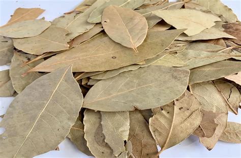 laurel leaves in tagalog|ano ang ibig sabihin ng dahon ng laurel .